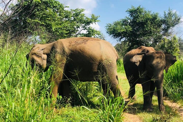 Tuk-Tuk Safari to Minneriya: Up-Close Elephant Watching in Sri Lanka photo 5