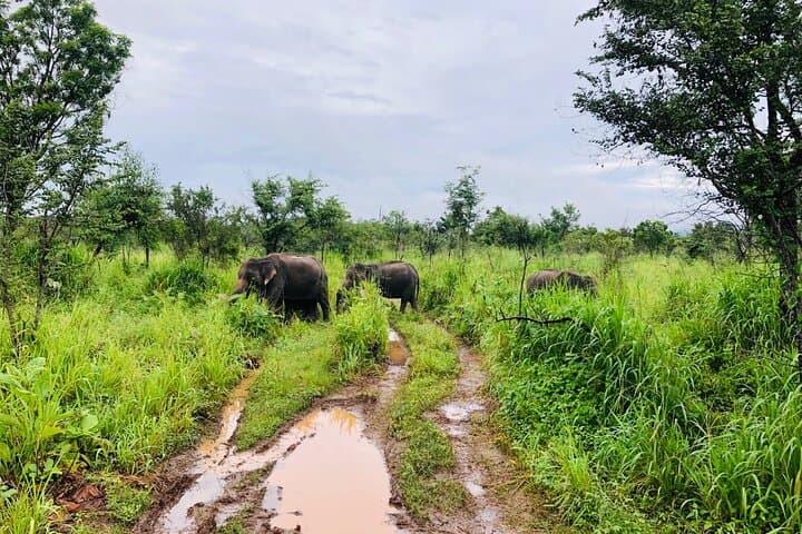 Tuk-Tuk Safari to Minneriya: Up-Close Elephant Watching in Sri Lanka photo 6