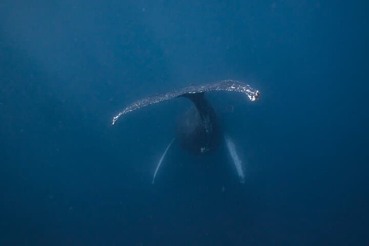Whale and Dive Combo Tour in Los Cabos — Scuba, Whales & The Arch