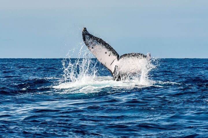 Whale and Dive Combo Tour in Los Cabos — Scuba, Whales & The Arch photo 2