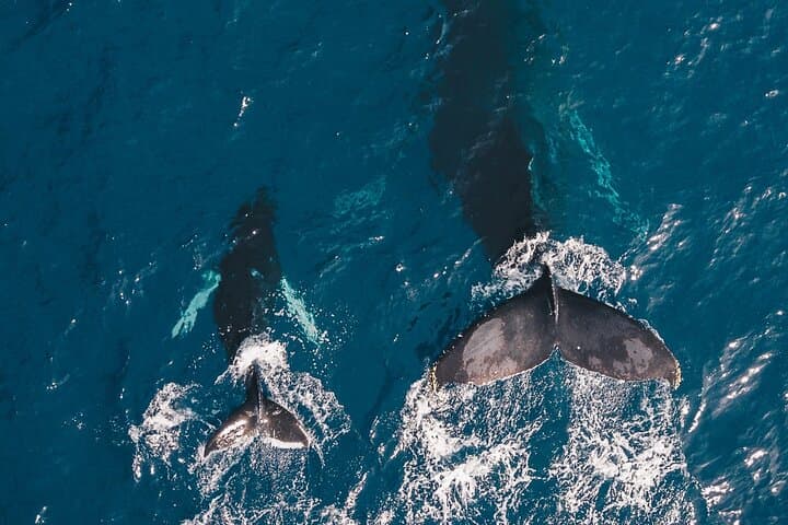 Whale and Dive Combo Tour in Los Cabos — Scuba, Whales & The Arch photo 4