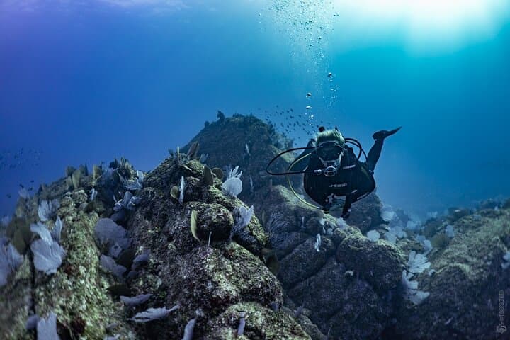 Whale and Dive Combo Tour in Los Cabos — Scuba, Whales & The Arch photo 5