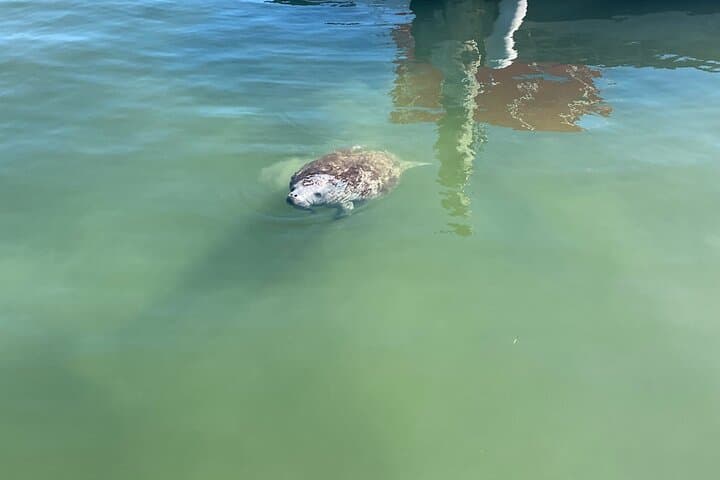 Key Largo Bay Dolphin Sunset Tour — Evening Dolphin Watching & Sunset Cruise photo 5