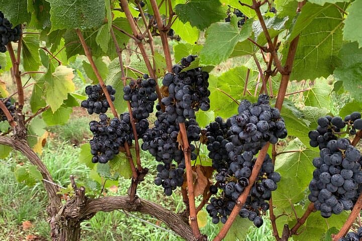 Willamette Valley Private Wine-Maker Tour with Gourmet Vineyard Lunch photo 6