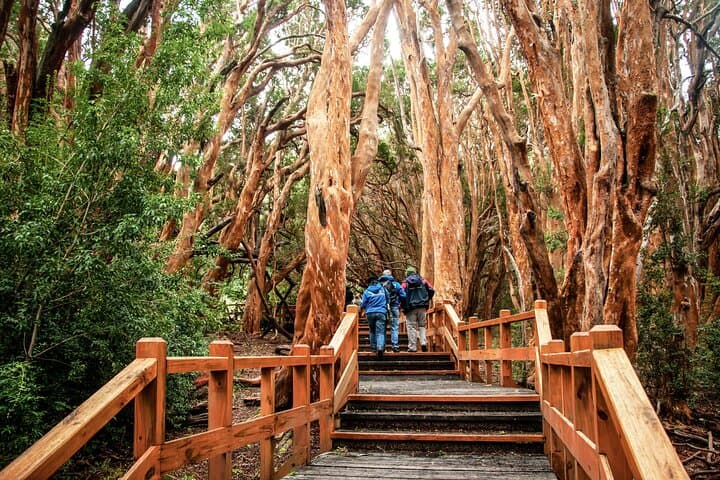Boat Tour to Arrayanes Forest & Victoria Island on Lake Nahuel Huapi photo 4