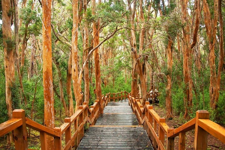 Boat Tour to Arrayanes Forest & Victoria Island on Lake Nahuel Huapi photo 6