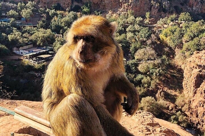 Ouzoud Waterfalls Day Trip from Marrakech: Hike, Monkeys & Boat Options photo 6