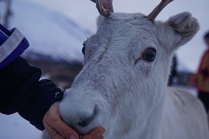 Reindeer Feeding and Sámi Culture Afternoon in Tromsø photo 2