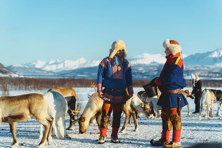 Reindeer Feeding and Sámi Culture Afternoon in Tromsø