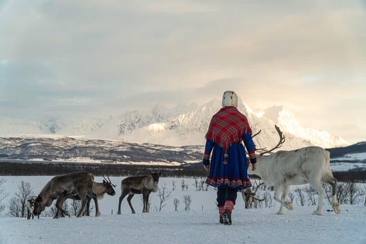 Reindeer Feeding and Sámi Culture Afternoon in Tromsø photo 3