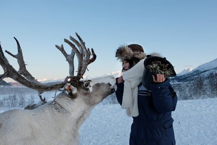 Reindeer Feeding and Sámi Culture Afternoon in Tromsø photo 4