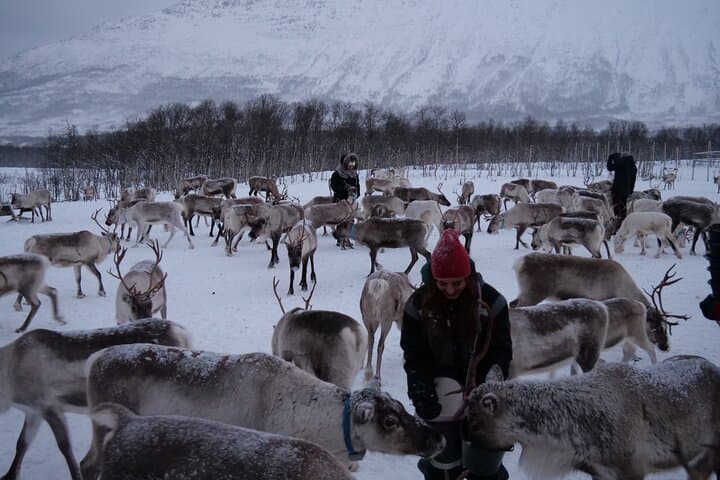 Reindeer Sledding and Sami Culture Near Tromsø: Feeding, Stories & Traditional Meal photo 2