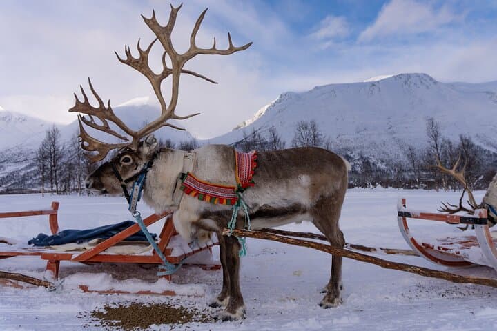 Reindeer Sledding and Sami Culture Near Tromsø: Feeding, Stories & Traditional Meal