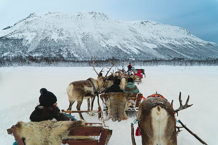 Reindeer Sledding and Sami Culture Near Tromsø: Feeding, Stories & Traditional Meal photo 3