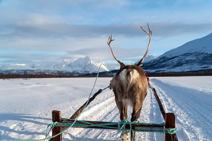 Reindeer Sledding and Sami Culture Near Tromsø: Feeding, Stories & Traditional Meal photo 4