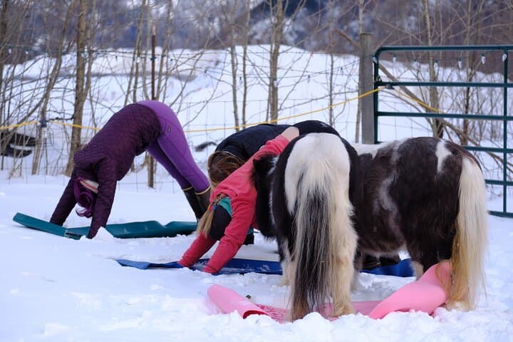 Horse-Assisted Yoga in Skagway — Mindful Trail Flow with Horses photo 3