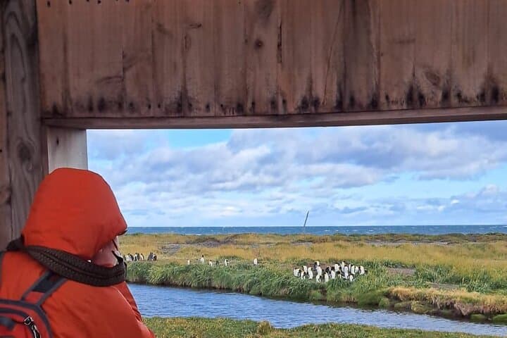 Day Trip to King Penguin Park — Private Wildlife Tour from Punta Arenas