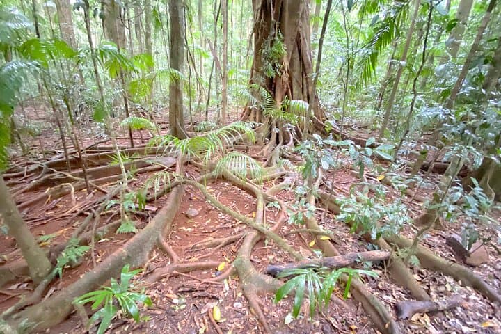 Glass House Mountains Day Tour from Noosa: Lookouts, Lunch & Old-Growth Walks photo 4