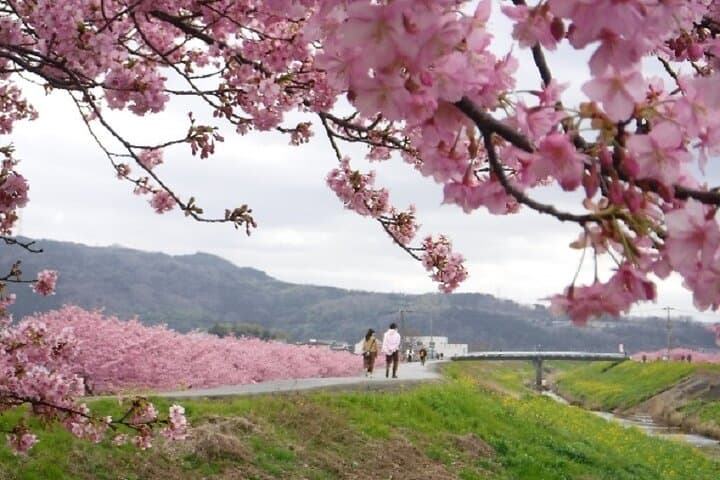 Tokyo to Mishima: Cherry Blossoms, Mishima Skywalk & Strawberry Picking photo 5
