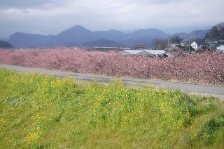 Tokyo to Mishima: Cherry Blossoms, Mishima Skywalk & Strawberry Picking photo 6