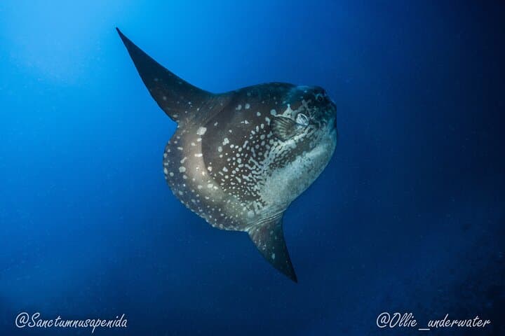 Beginner Scuba with Manta Rays in Nusa Penida — Try-Dive Adventure photo 4