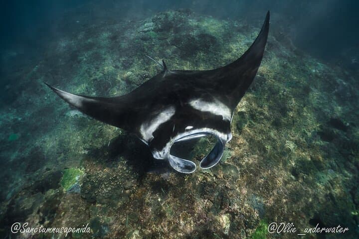 Beginner Scuba with Manta Rays in Nusa Penida — Try-Dive Adventure photo 3