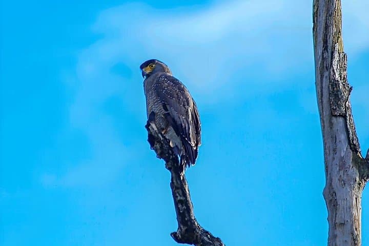 Udawalawe National Park Private Safari: Elephant Encounters & Wildlife Jeep Tour photo 4