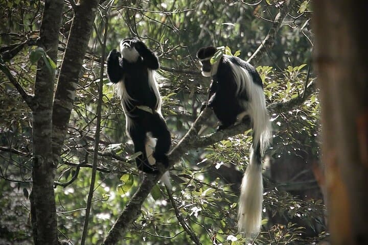 Karura Forest Day Hike & Biking Trail — Nairobi Urban Nature Adventure photo 2