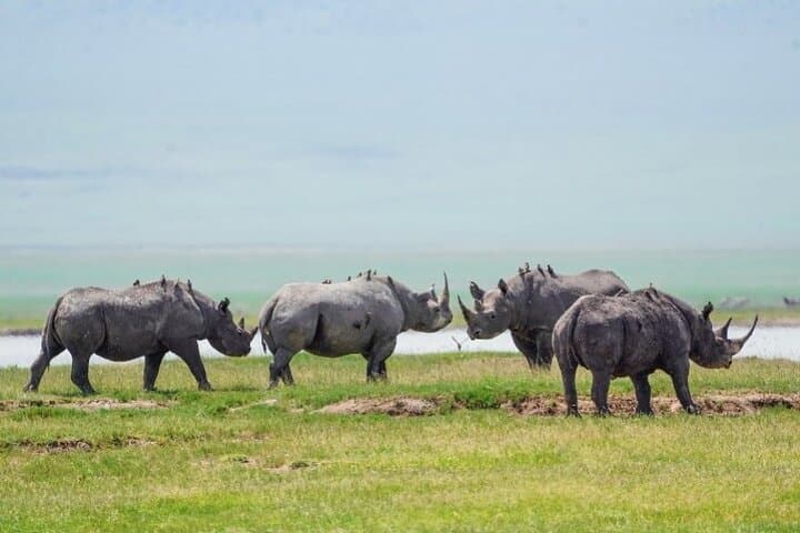 3-Day Budget Safari: Tarangire, Ngorongoro & Lake Manyara from Arusha photo 6