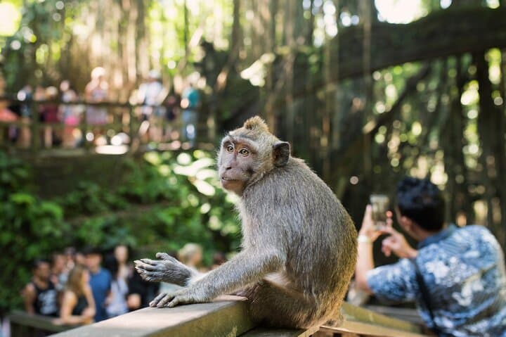 Private Ubud Tour: Monkey Forest, Tegalalang Rice Terraces & Coffee Plantation