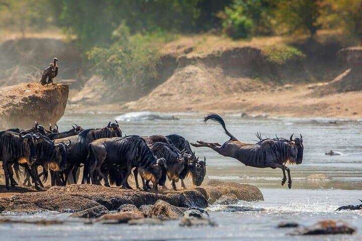 13-Day Great Migration, Gorilla & Masai Mara Wilderness Safari photo 5
