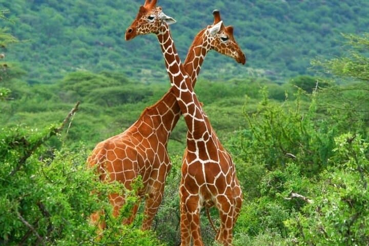 3-Day Samburu Sopa Lodge Private Safari: Wildlife Drives Along the Ewaso Nyiro photo 2