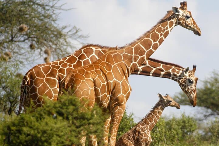 3-Day Samburu Sopa Lodge Private Safari: Wildlife Drives Along the Ewaso Nyiro photo 3