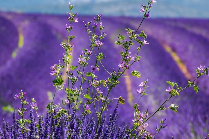 Full-Day Gorges du Verdon and Valensole Lavender Fields Tour from Nice photo 5
