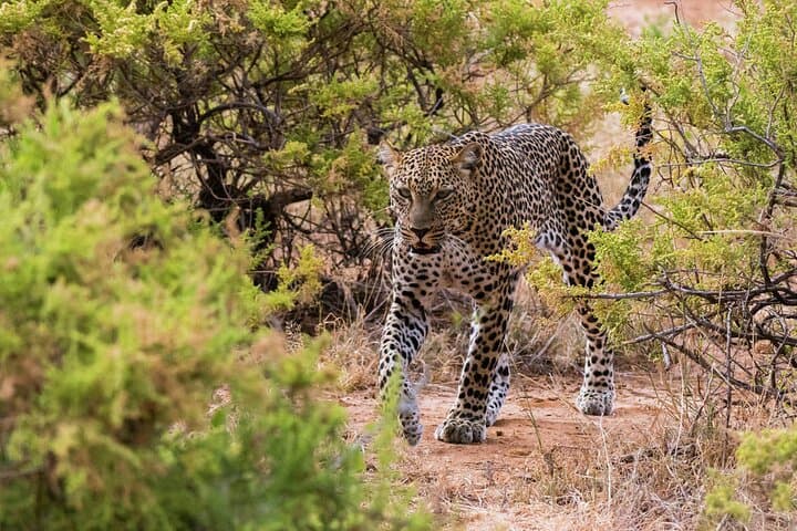3-Day Samburu Sopa Lodge Private Safari: Wildlife Drives Along the Ewaso Nyiro photo 4