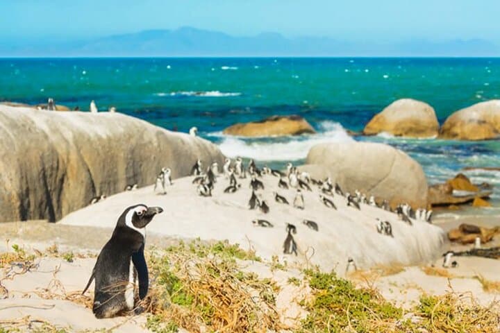 Cape Peninsula Day Tour: Cape Point, Boulders Beach & Chapman's Peak Drive photo 4