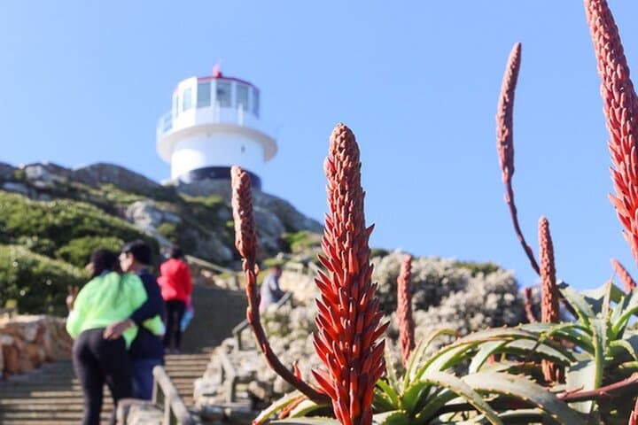 Cape Peninsula Day Tour: Cape Point, Boulders Beach & Chapman's Peak Drive photo 6