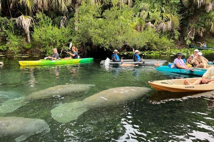 Blue Springs 4-Hour Manatee Kayak Tour — Paddle with Florida’s Winter Visitors photo 1