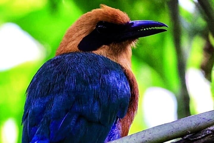 Mindo Cloud Forest Private Birdwatching Tour from Quito photo 6