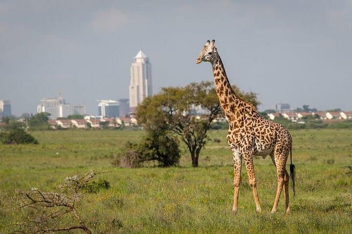 Half-Day Nairobi National Park Safari — Big Five Close to the City photo 3