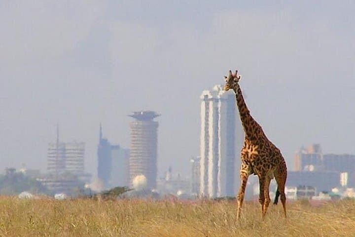 Half-Day Nairobi National Park Safari — Big Five Close to the City photo 4