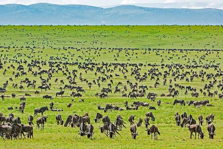 13-Day Great Migration, Gorilla & Masai Mara Wilderness Safari photo 4