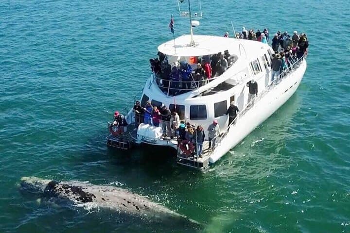Hermanus Whale Watching & Hemel-en-Aarde Wine Tasting Private Tour from Cape Town