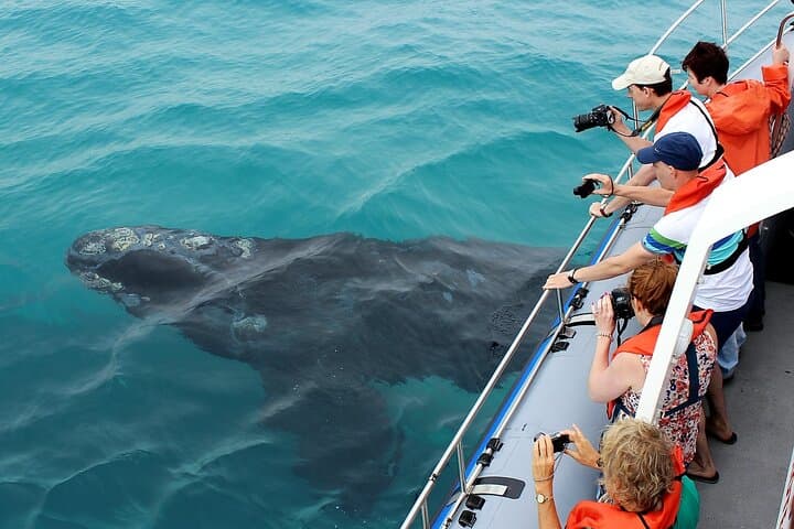 Hermanus Whale Watching & Hemel-en-Aarde Wine Tasting Private Tour from Cape Town photo 2
