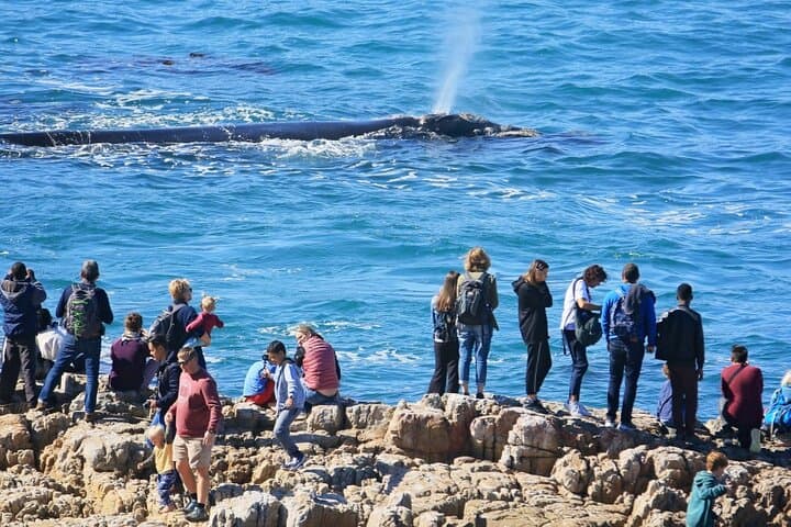 Private Hermanus Whale Watching and Benguela Cove Wine Tasting Day Trip photo 3