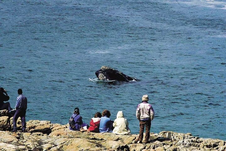 Hermanus Whale Watching & Hemel-en-Aarde Wine Tasting Private Tour from Cape Town photo 4