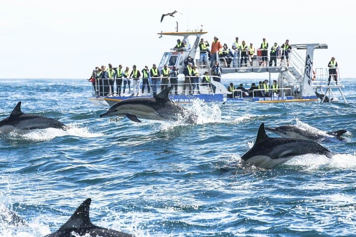 Hermanus Whale Watching & Hemel-en-Aarde Wine Tasting Private Tour from Cape Town photo 5