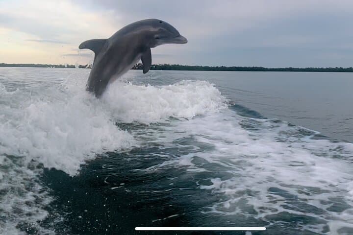 Private Dolphin & Eco Boat Tour in Marco Island — 2-Hour 10,000 Islands Cruise photo 2