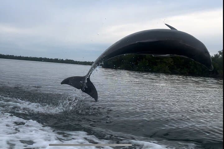 Private Dolphin & Eco Boat Tour in Marco Island — 2-Hour 10,000 Islands Cruise photo 6