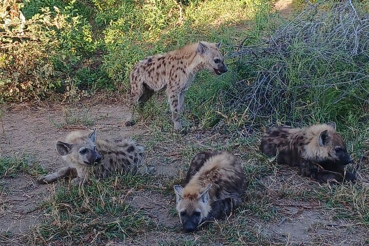 Kruger Safari & Panorama Route: 3-Day, 2-Night Hazyview Adventure photo 5